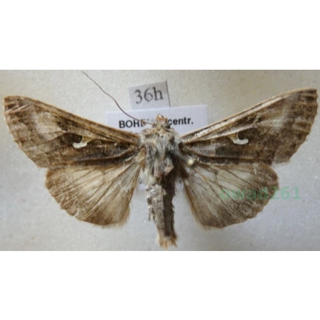 Autographa gamma (Linnaeus, 1758) Błyszczka jarzynówka Czech36h